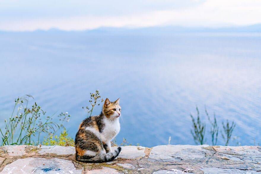Hydracats Laurentiunica 31 645C911F1636E 880