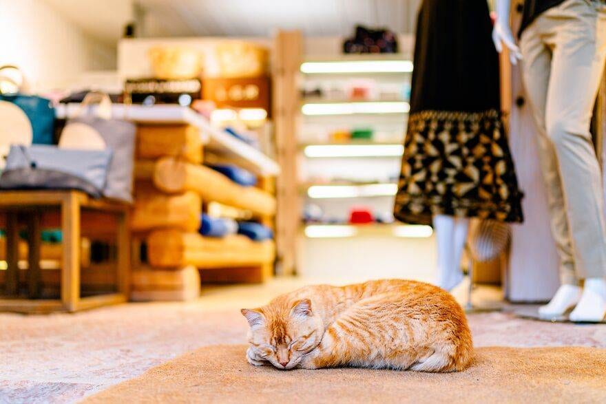 30 Beautiful Cats That Live On A Breathtaking Greek Island