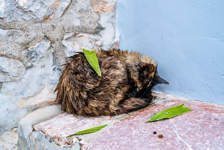 Hydracats Laurentiunica 33 645C9126620Dd 880