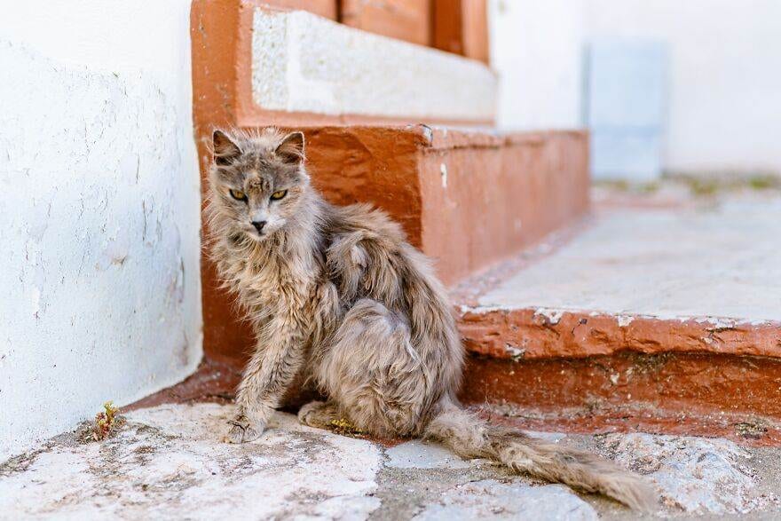 Hydracats Laurentiunica 5 645C90B977B49 880