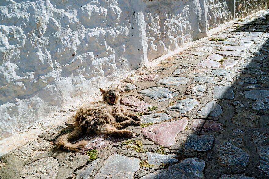 Hydracats Laurentiunica 6 645C90Bd4Faf1 880