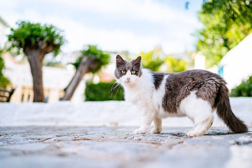 Hydracats Laurentiunica 9 645C90Cac7B07 880