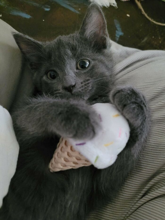 30 Wholesome Pics Of Adopted Pets