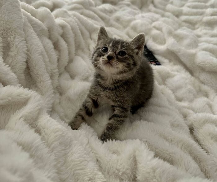 30 Wholesome Pics Of Adopted Pets