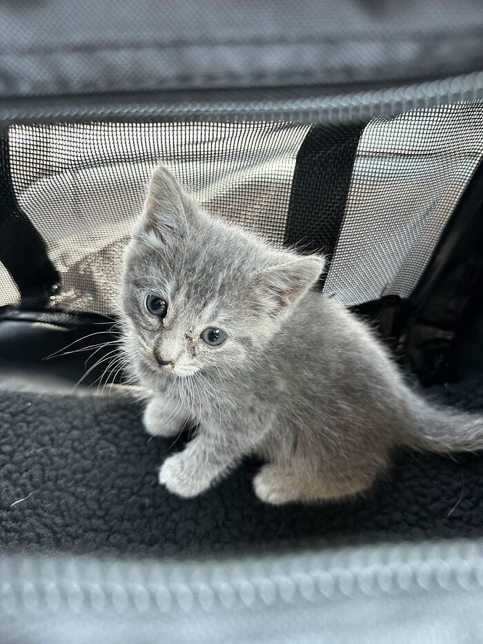 30 Cheerful And Wholesome Pics Of Adopted Pets