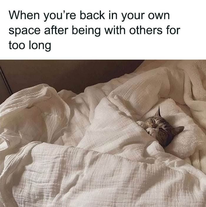 Funny Cute Cat Memes38 64A2B6A877962 700