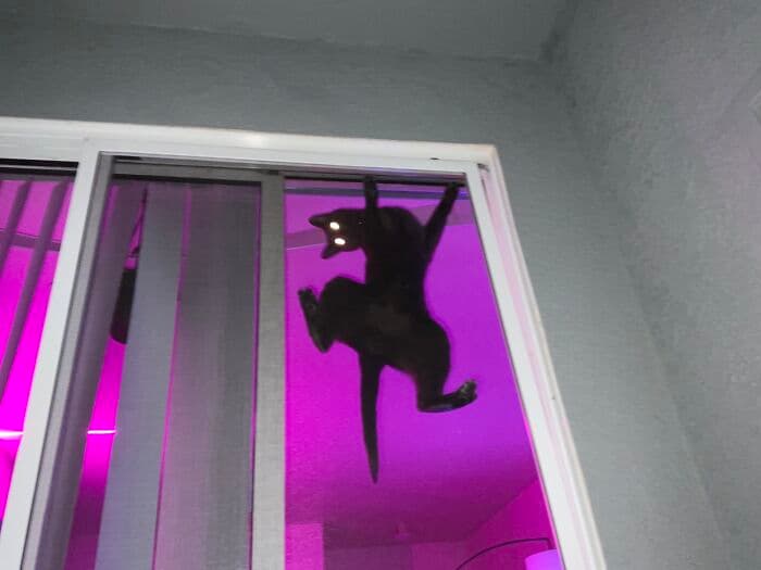 30 Awesome Times Pets Sent Their Owners Into Panic Mode