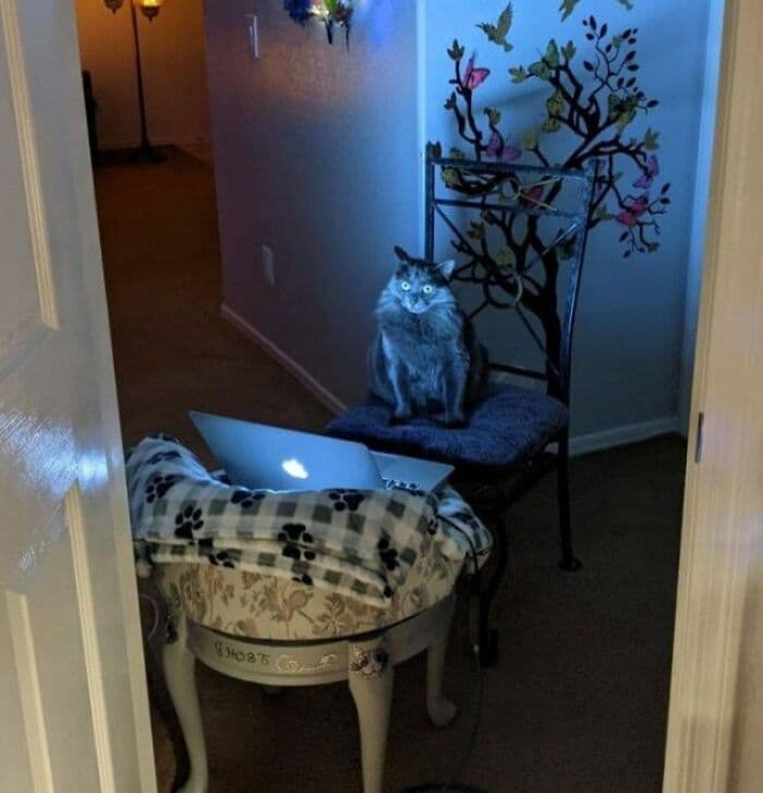 30 Awesome Times Pets Sent Their Owners Into Panic Mode
