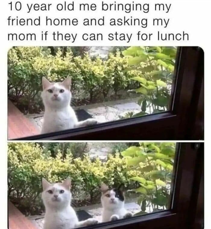 30 Insanely Funny Cat Memes For True Cat Enthusiasts