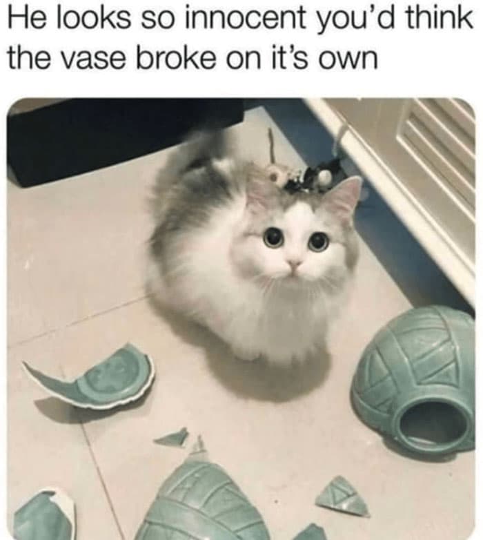 Funny Adorable Cat Memes Happycat318 18 64Ccbbf93C470 700