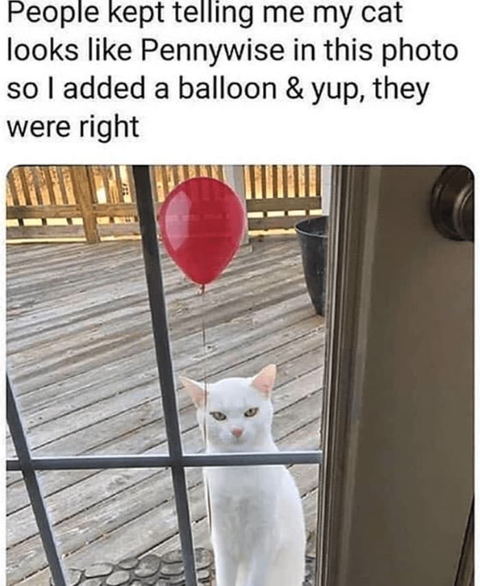 Funny Adorable Cat Memes Happycat318 8 64Ccbb19B8Bdf 700