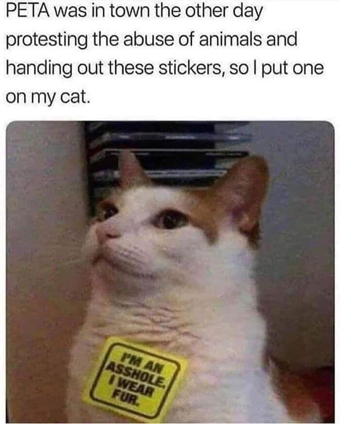 30 Hilarious Cat Posts And Memes