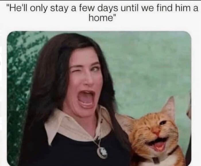 Funny Kitty Litterposting Pictures 64A3D1Fc84Bad 700
