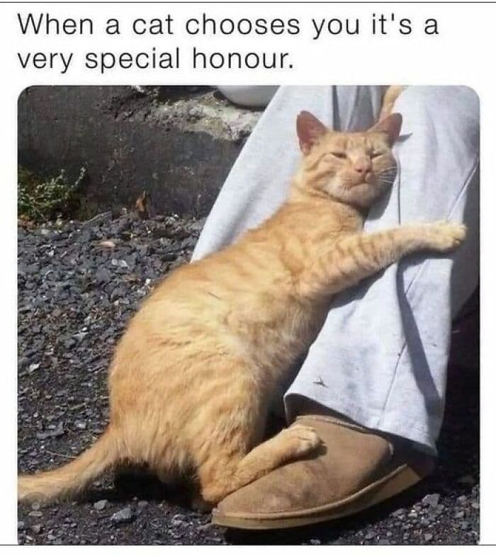Funny Kitty Litterposting Pictures 64A3D3F22Cc52 700