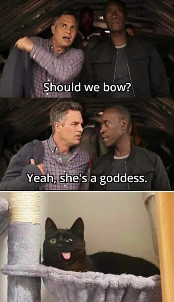30 Hilarious Cat Posts And Memes