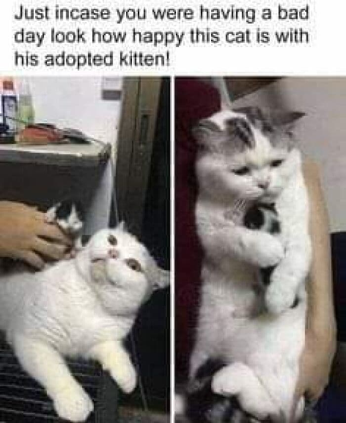 Funny Kitty Litterposting Pictures 64A3D6Da3F52D 700