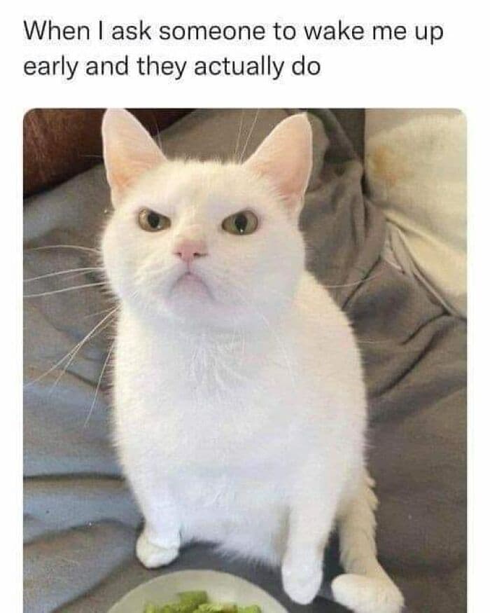 Funny Kitty Litterposting Pictures 64A3D6F53E7Cf 700