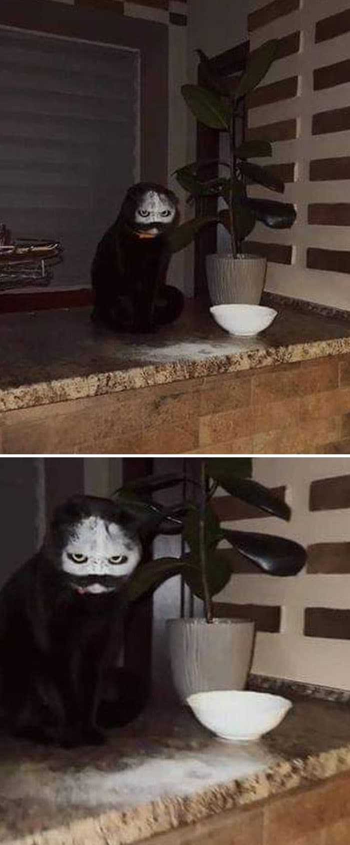 Funny Pets Scaring Their Owners 1 6480927C7B966 700
