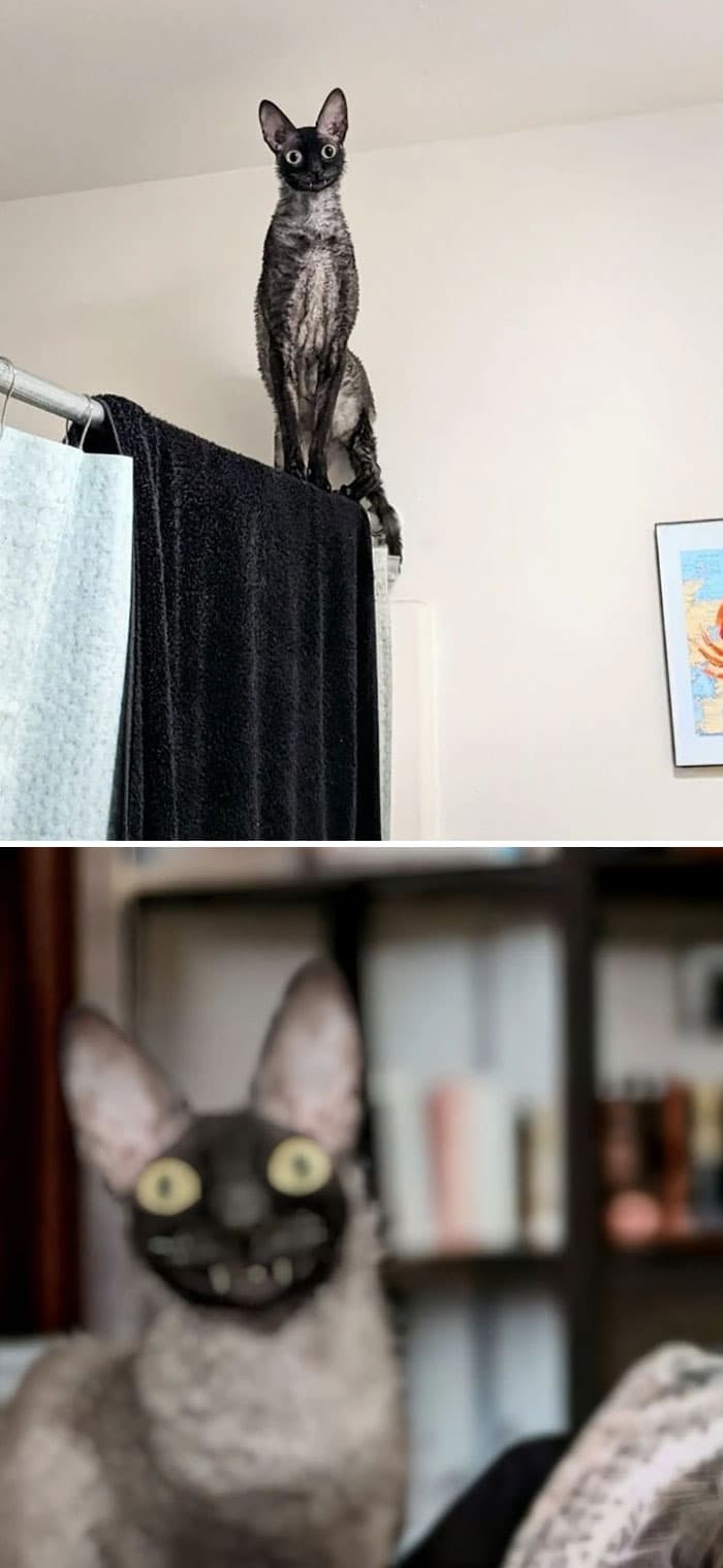 Funny Pets Scaring Their Owners 11 64C0E102E2B68 700