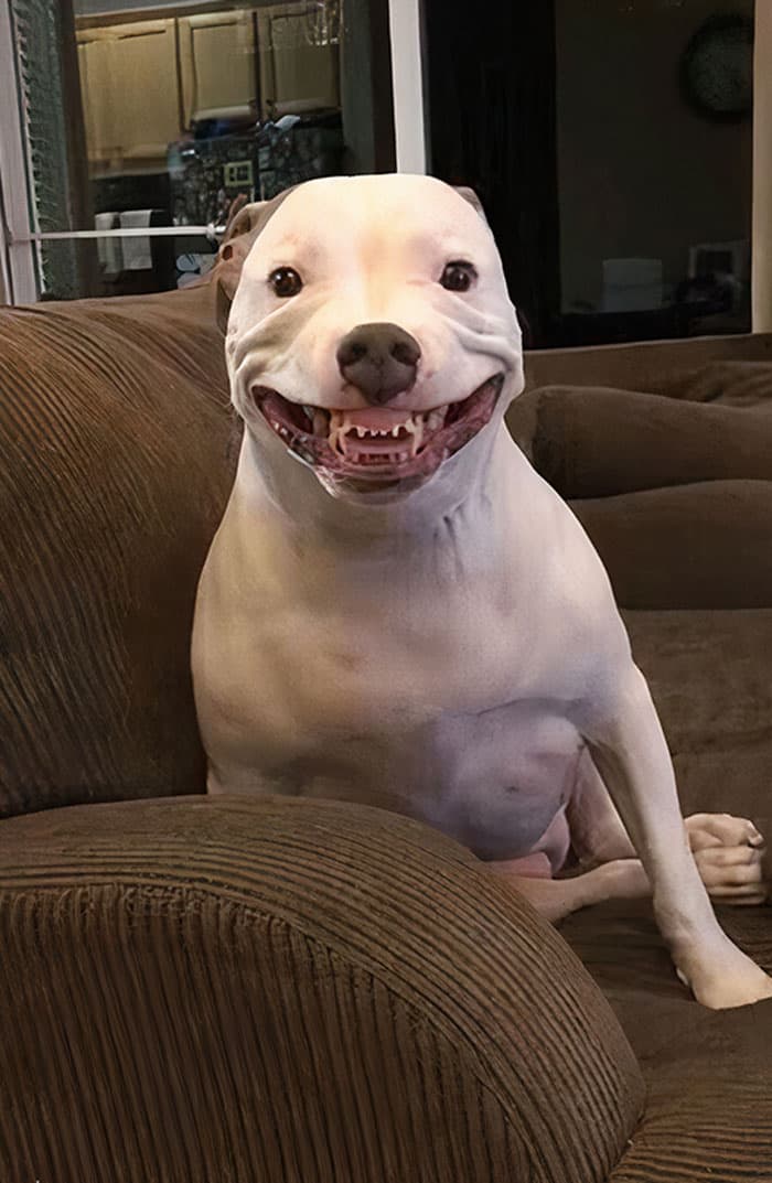 Funny Pets Scaring Their Owners 32 64A7F2B7Af32C 700
