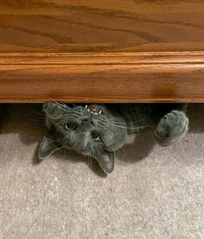 Funny Pets Scaring Their Owners 56 64A80B2Fe0C75 700