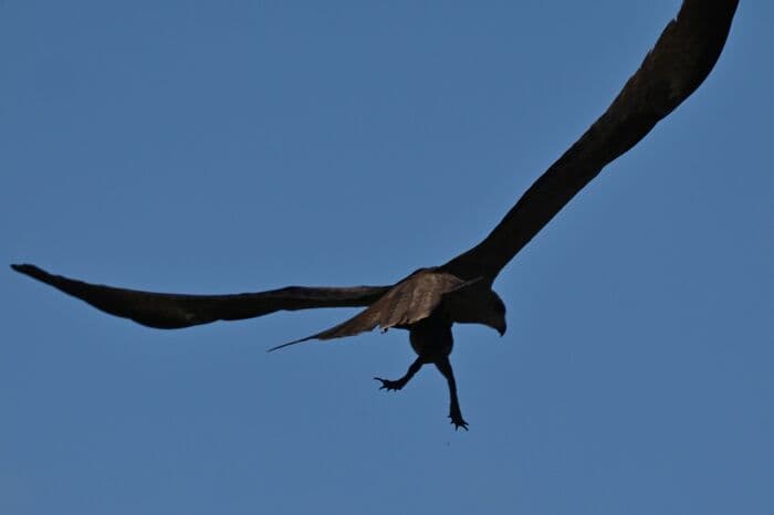 30 Hilarious Failed Bird Photography Attempts:
