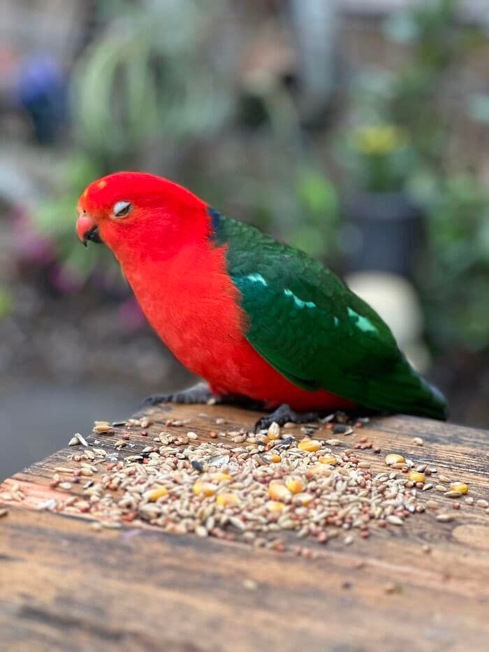 Hilarious Bad Bird Photography 64Bf9C321Db92 700