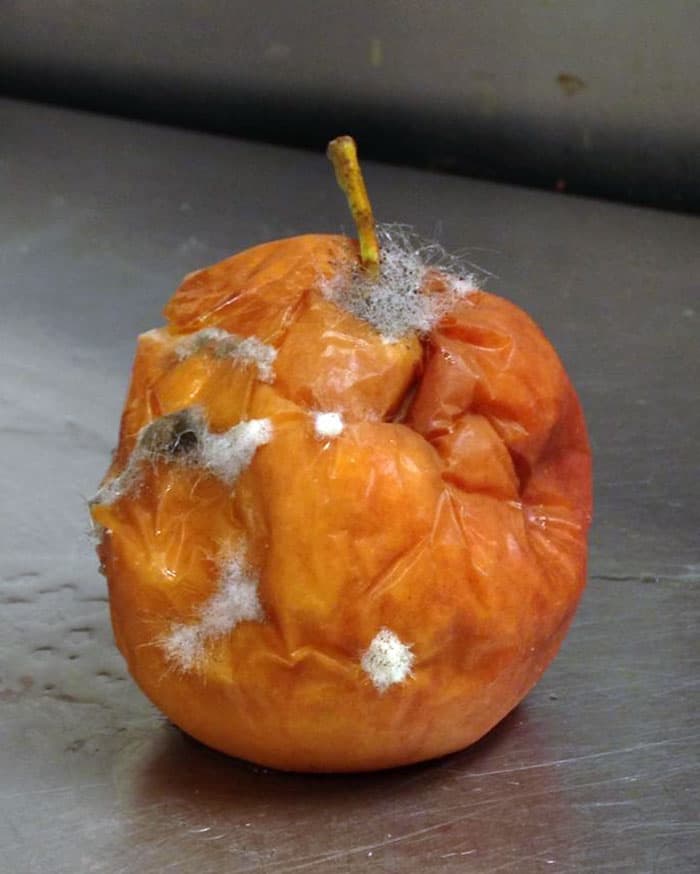Infuriating Restaurant Pics 22 64A542096C79D 700