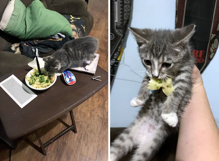 Pets Stealing Food Pics 18 64Ca6457385Ff 700