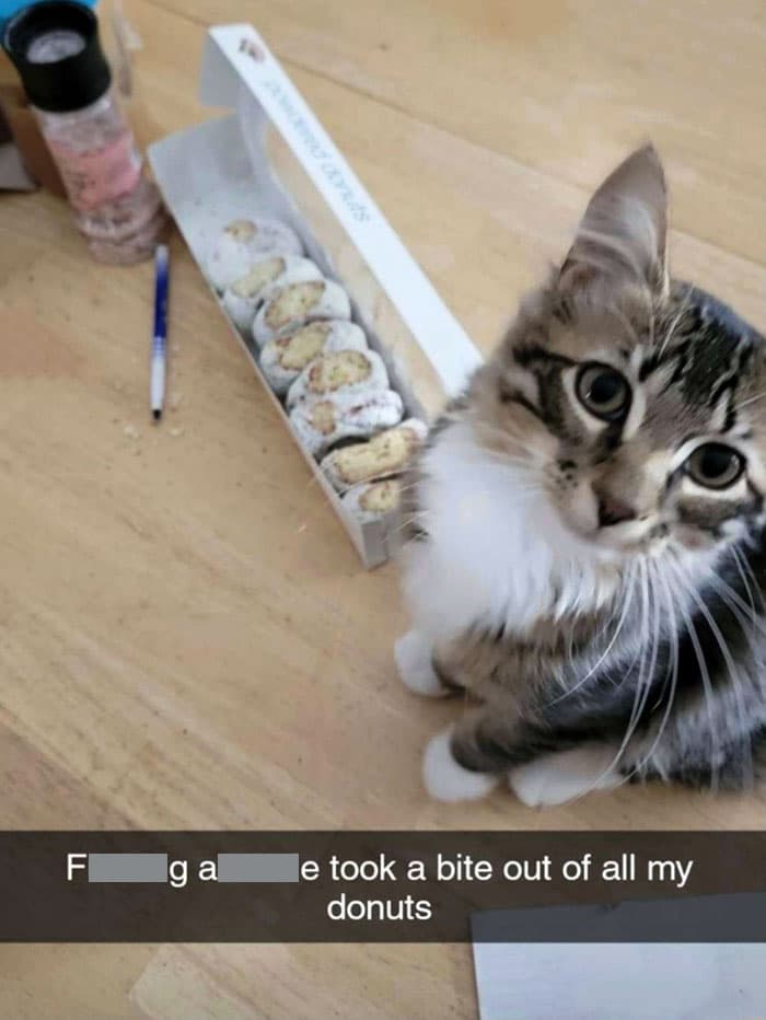 30 Funny Moments When Pets Failed At Food Theft