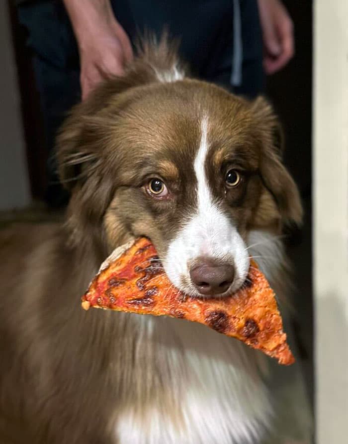30 Funny Moments When Pets Failed At Food Theft