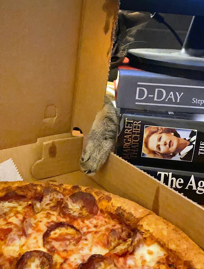 Pets Stealing Food Pics 76 64Cba5A7Aafa7 700
