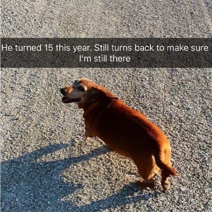 30 Memes That Dog Owners May Find Humorously Relatable