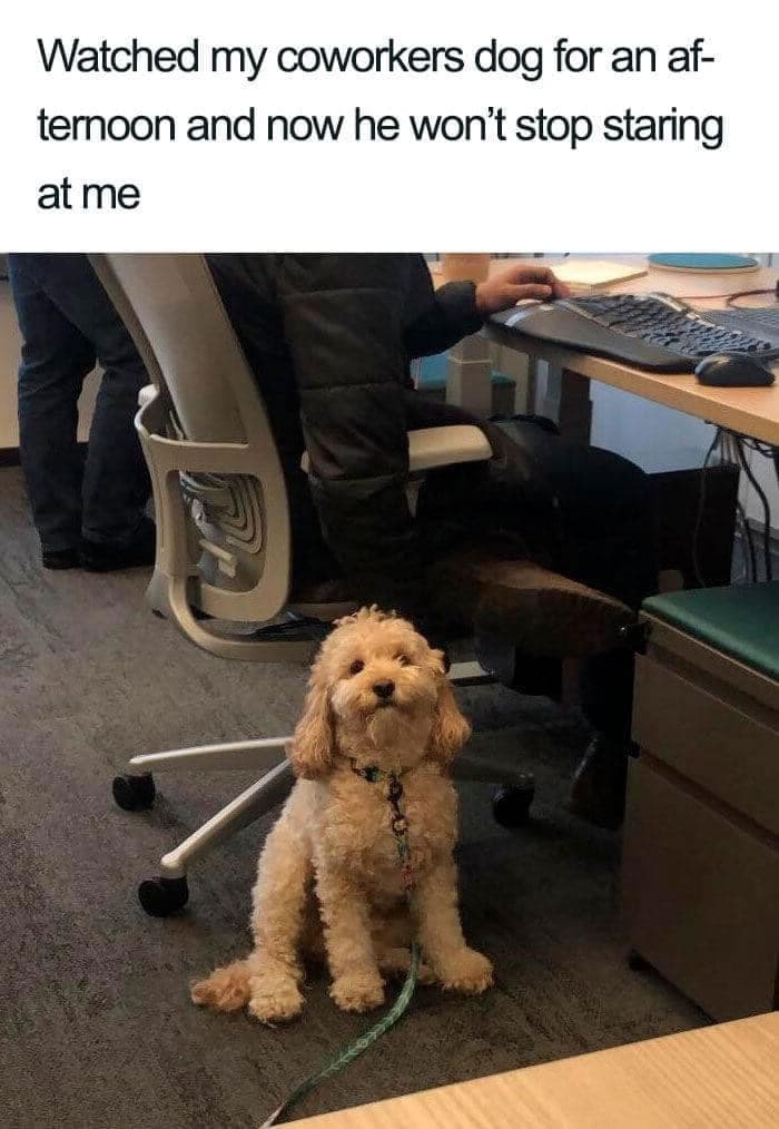 30 Memes That Dog Owners May Find Humorously Relatable