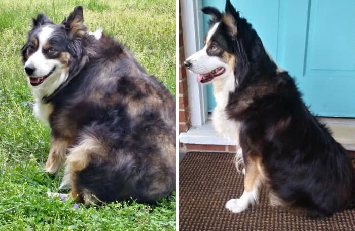 30 Incredibly Heartwarming Dog Weight Loss Transformations