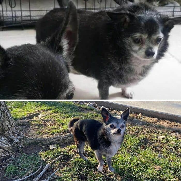 Dogs Losing Weight Before After 5 64Ef51E352E37 700