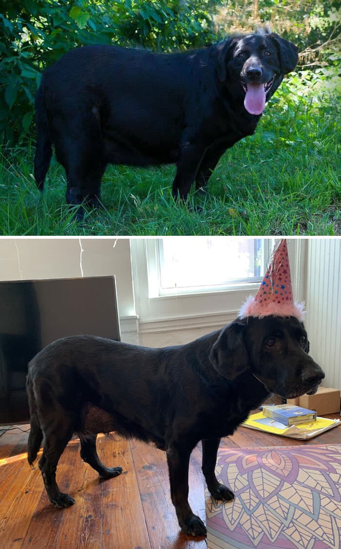 Dogs Losing Weight Before After 7 64Ef52C02C435 700