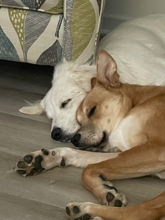 30 Heartwarming Moments Of People Sharing Their Beloved Pets