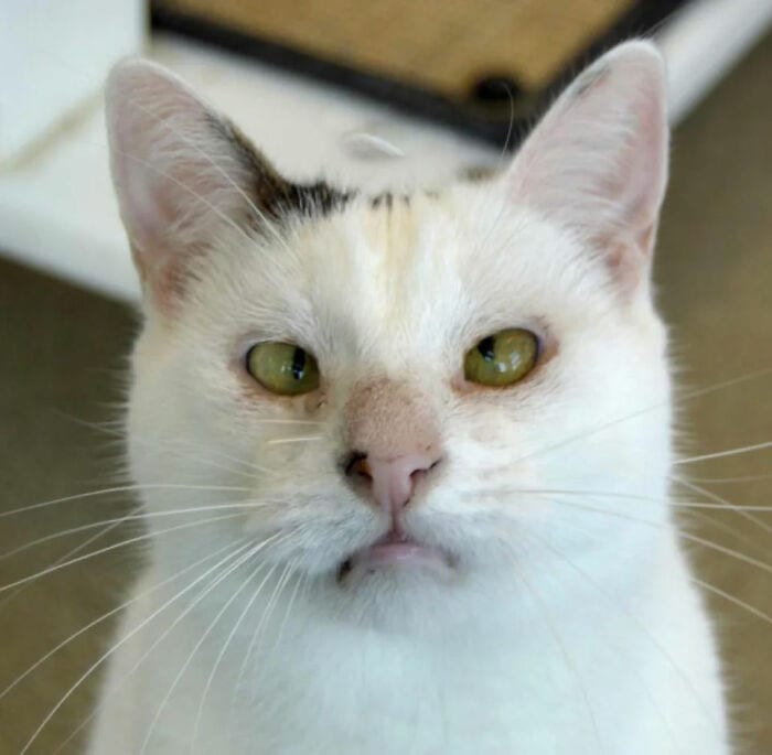 30 Heartwarming Moments Of People Sharing Their Beloved Pets