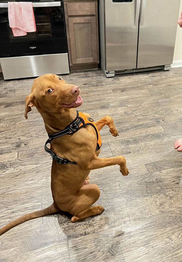 30 Heartwarming Moments Of People Sharing Their Beloved Pets