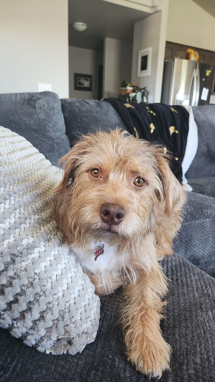 30 Heartwarming Moments Of People Sharing Their Beloved Pets