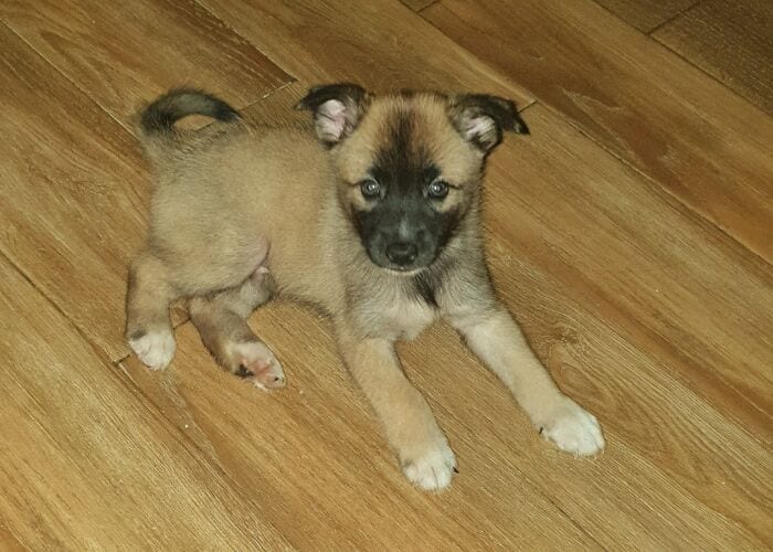 65158C86Bbc17 Adopted Pets September