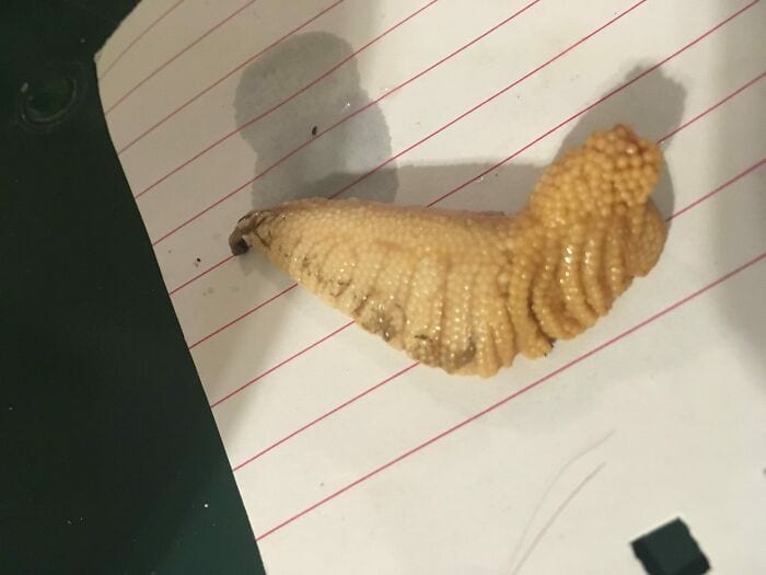 30 Individuals Experiencing A Terrible Food Day