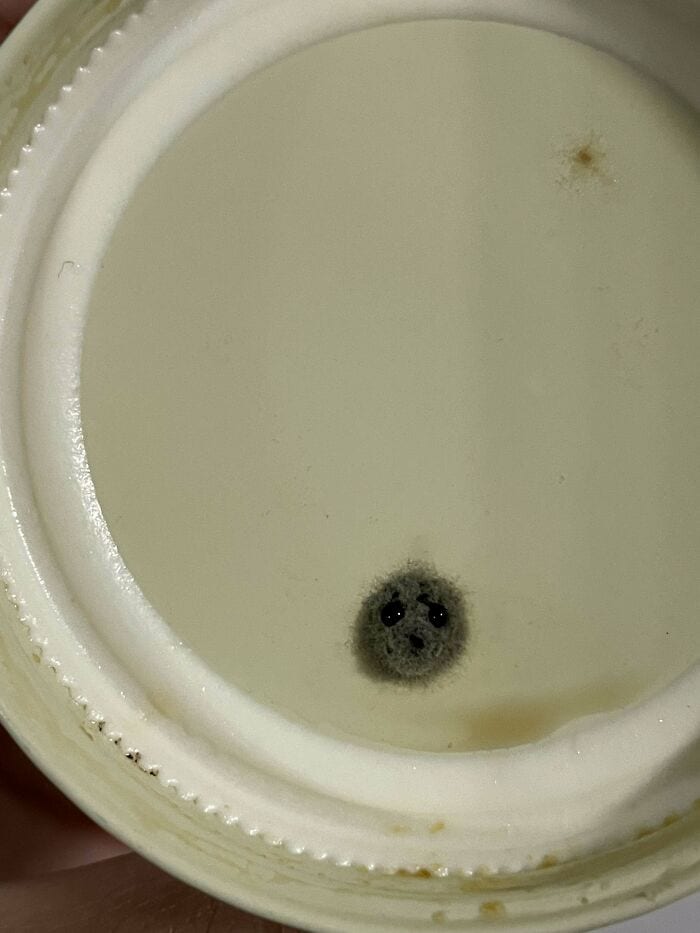 30 Intriguing Images That Defy Easy Description: A Moldy Fascination