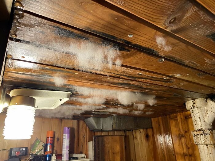 30 Intriguing Images That Defy Easy Description: A Moldy Fascination