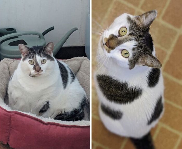 Cats Losing Weight Before After 10 65127Dce73Dfc 700