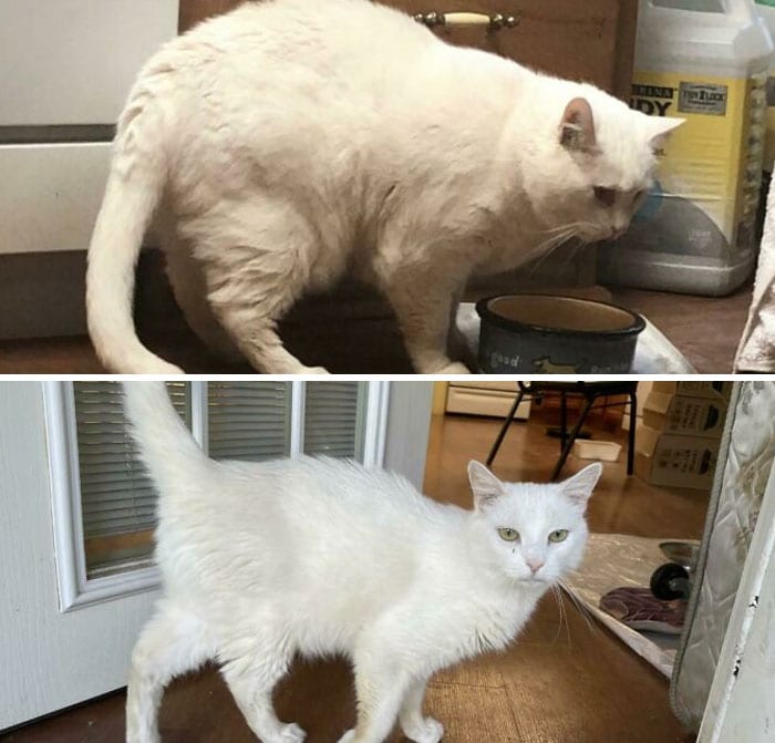 Cats Losing Weight Before After 11 65127E428F577 700