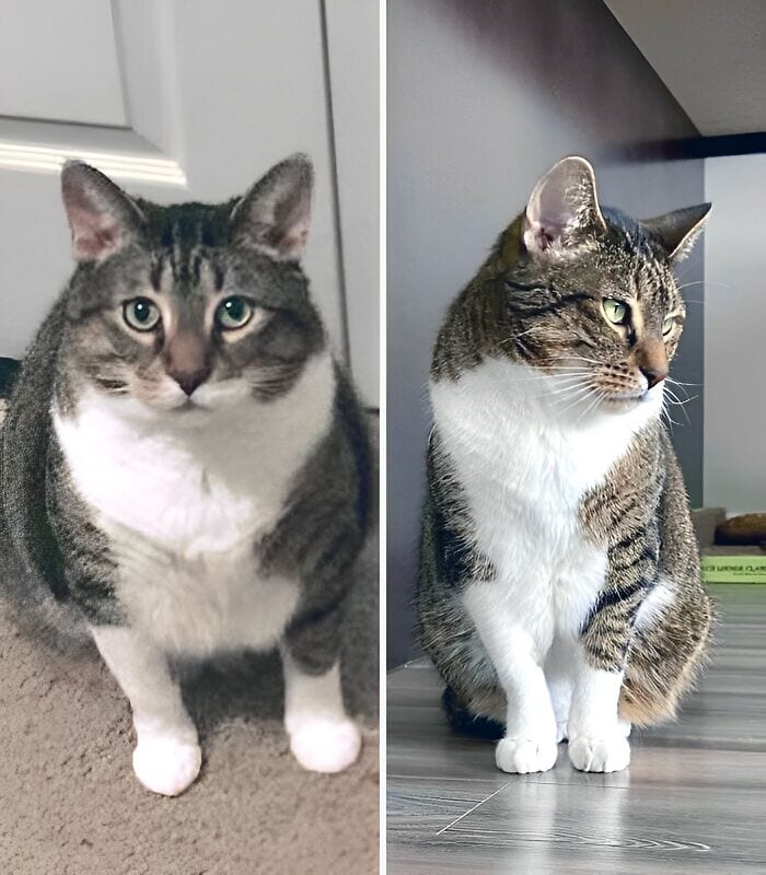 30 Chubby Cats' Remarkable Journey To Healthier Lives
