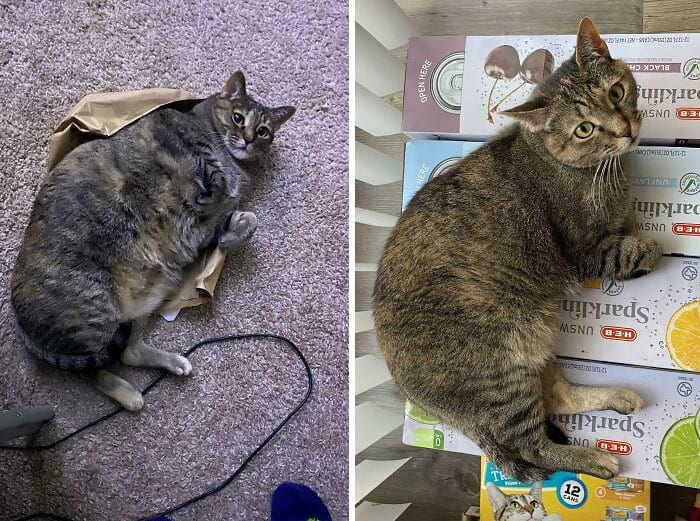 30 Chubby Cats' Remarkable Journey To Healthier Lives