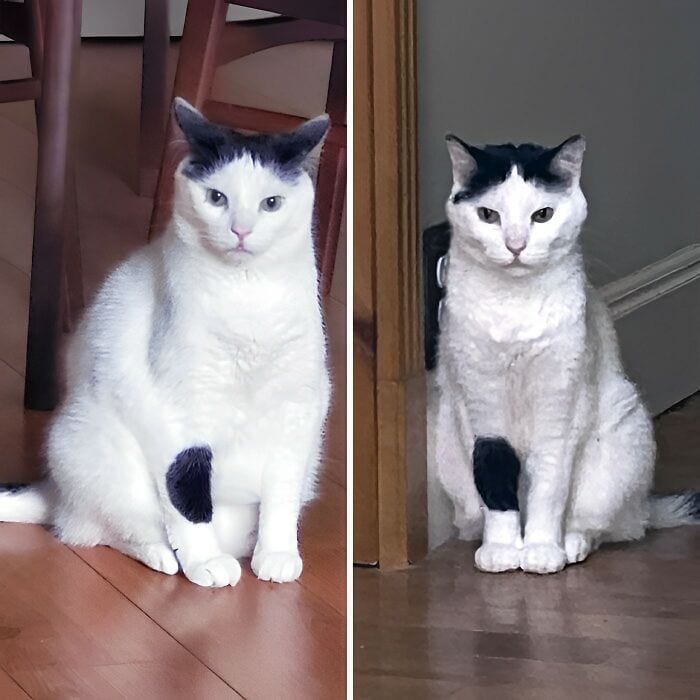 Cats Losing Weight Before After 17 64E3557F91989 700